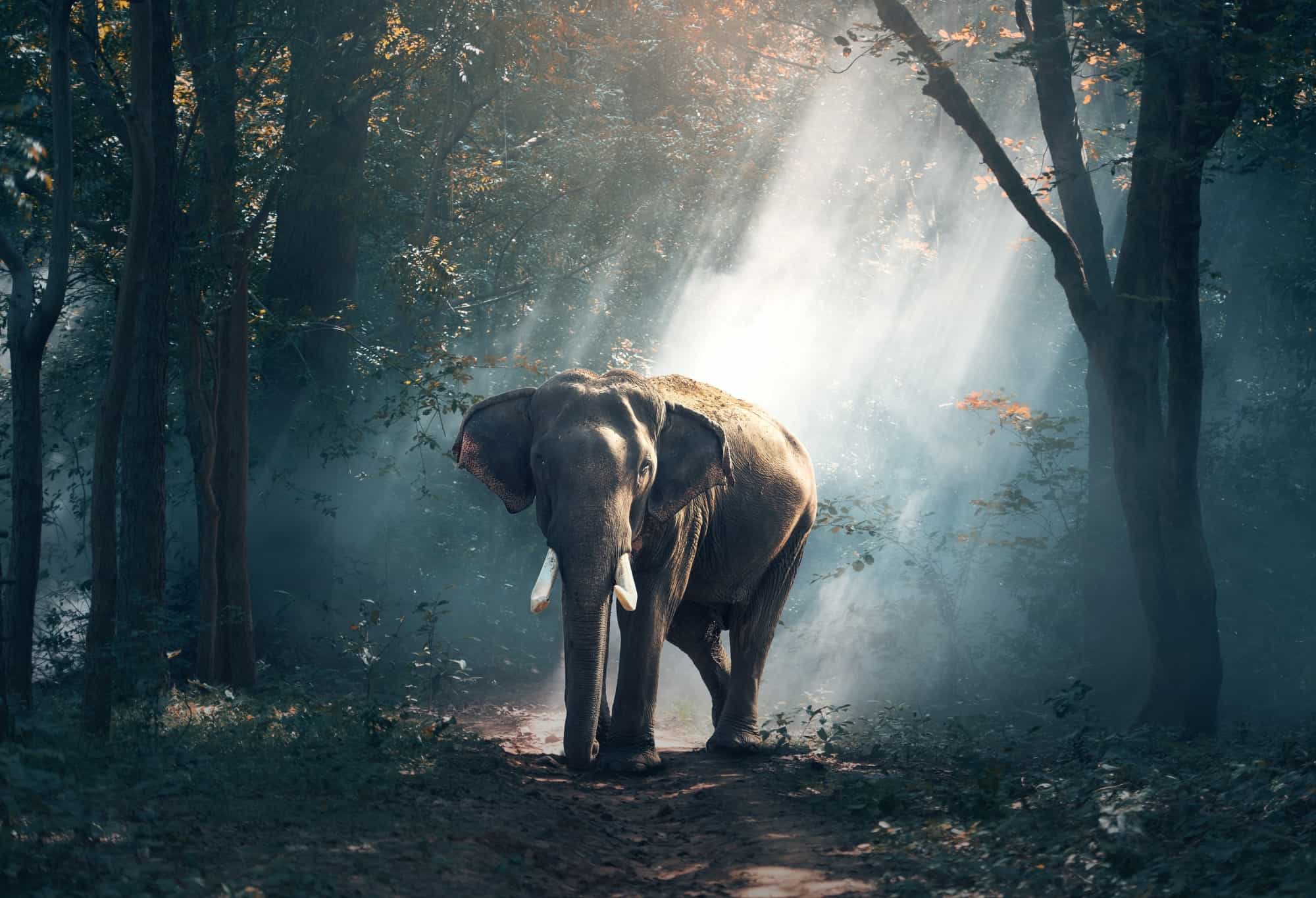 Legitimate Elephant Sanctuaries That Respect and Protect in South East Asia