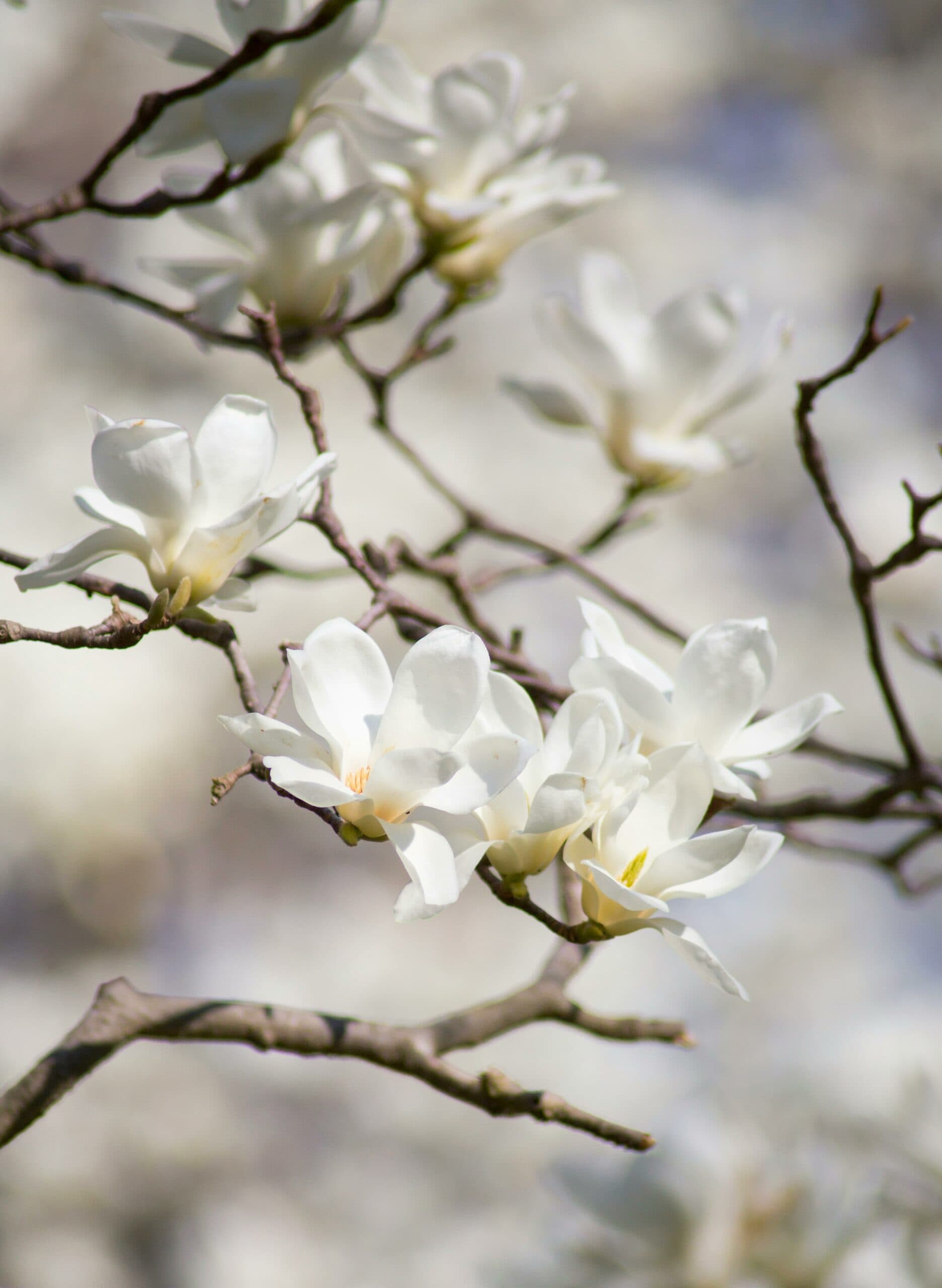 Exploring t: Culture, Care & Photo Tips