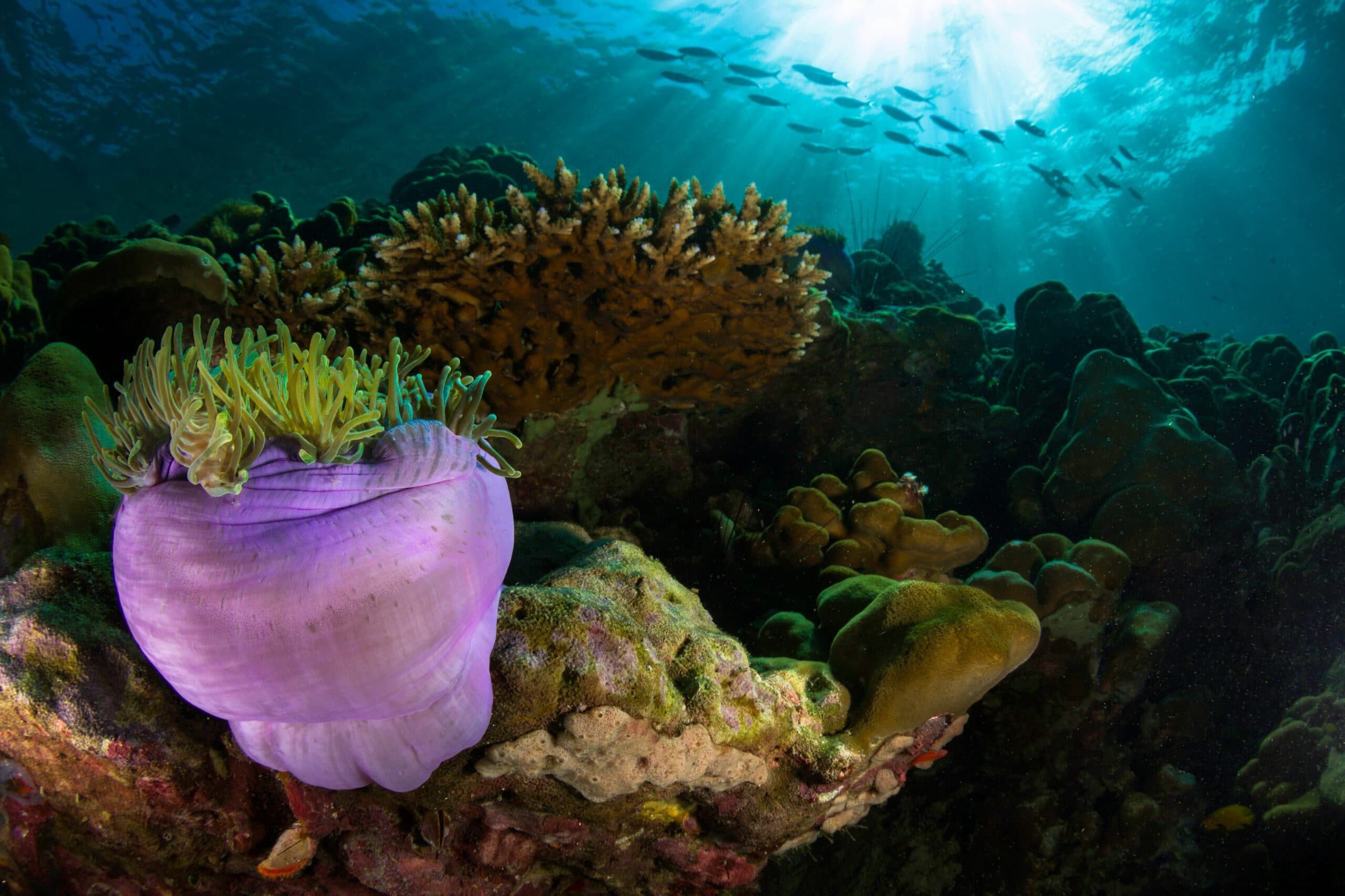 Ultimate Guide to Scuba Diving in Thailand: Season & Sites