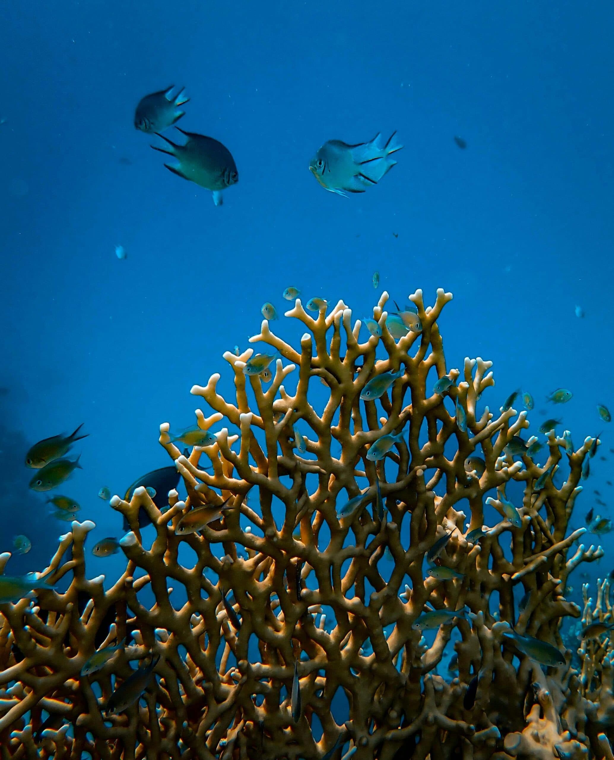 Ultimate Guide to Scuba Diving in Koh Tao, Thailand: Site, Gear & Safety Tips