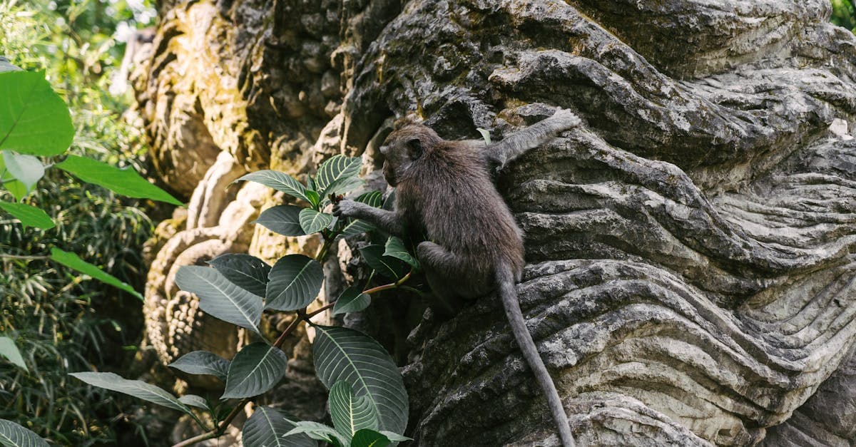 Ultimate Guide to Rock Climbing in Bali: Spots, Tips & Tours