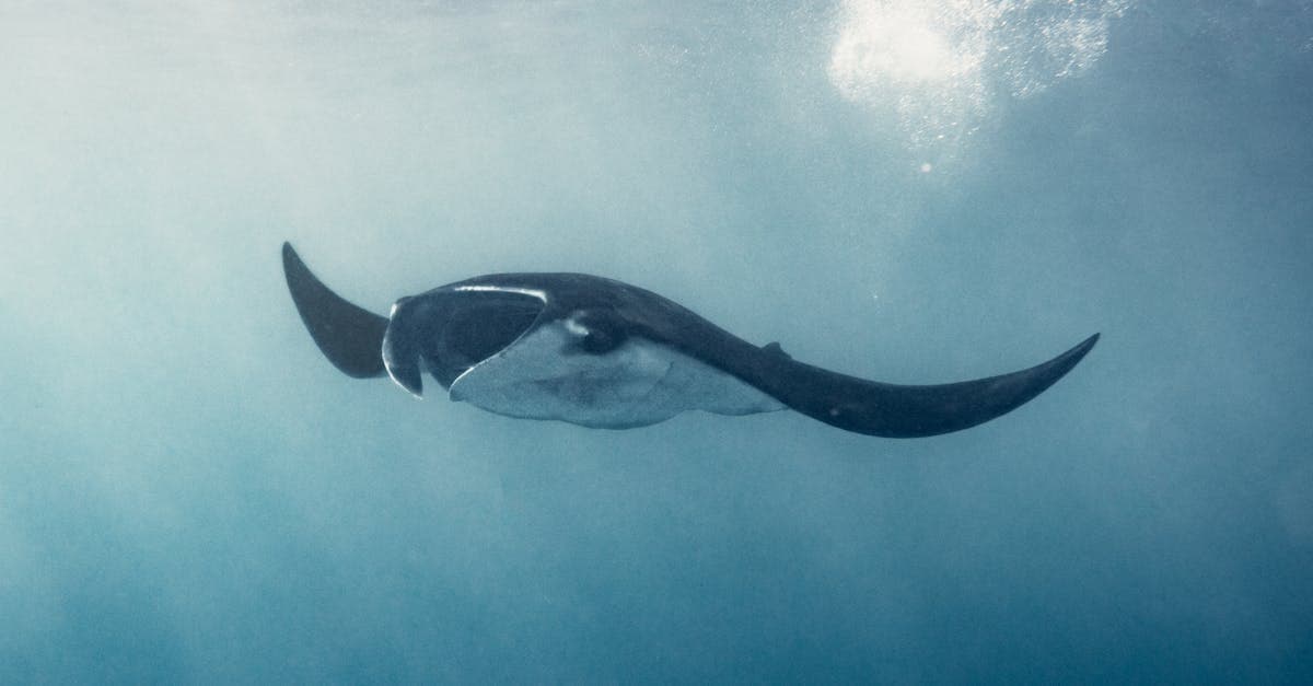 Explore Free Diving in Bali: Top Spots, Safety Tips & Seasonal Guide