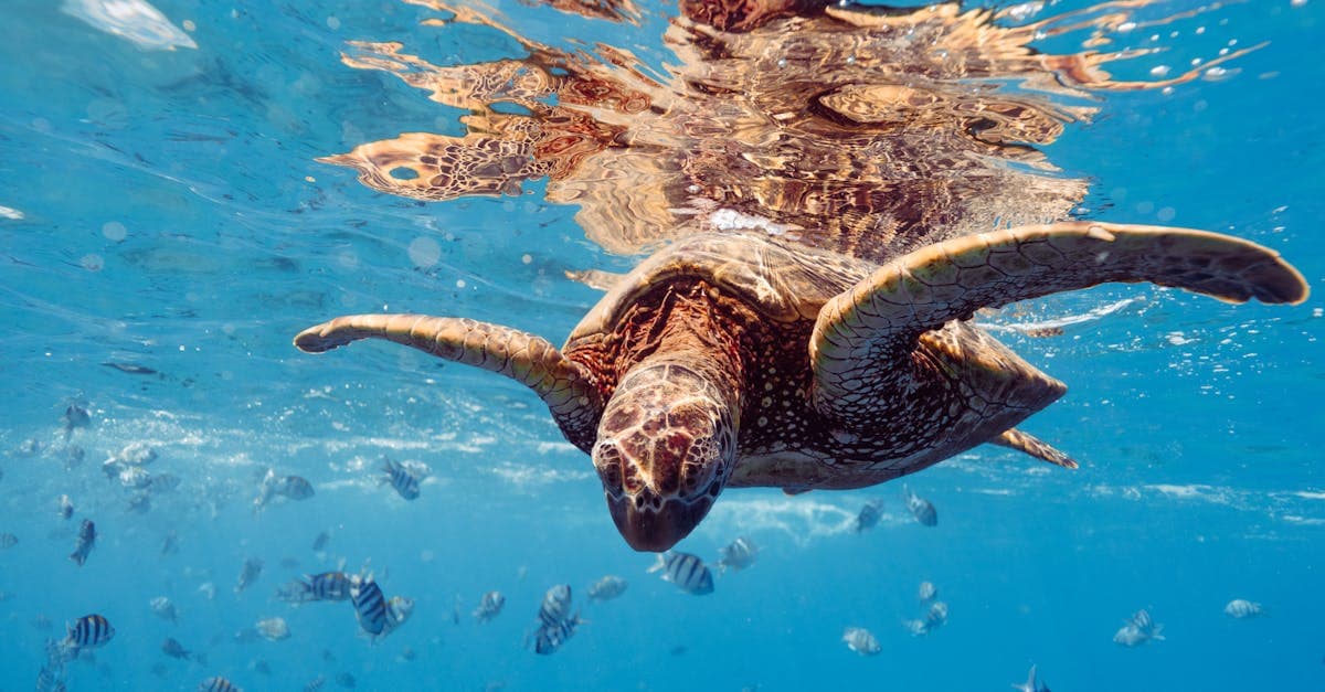 Explore the Best Snorkeling Spots in Singapore: A Diver’s Guide
