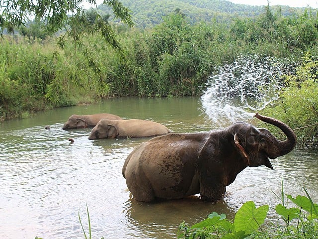 Elephants bathing