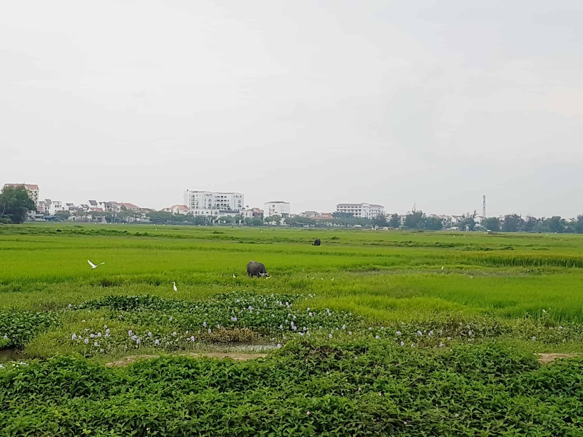 Hoi An Countryside Vietnam