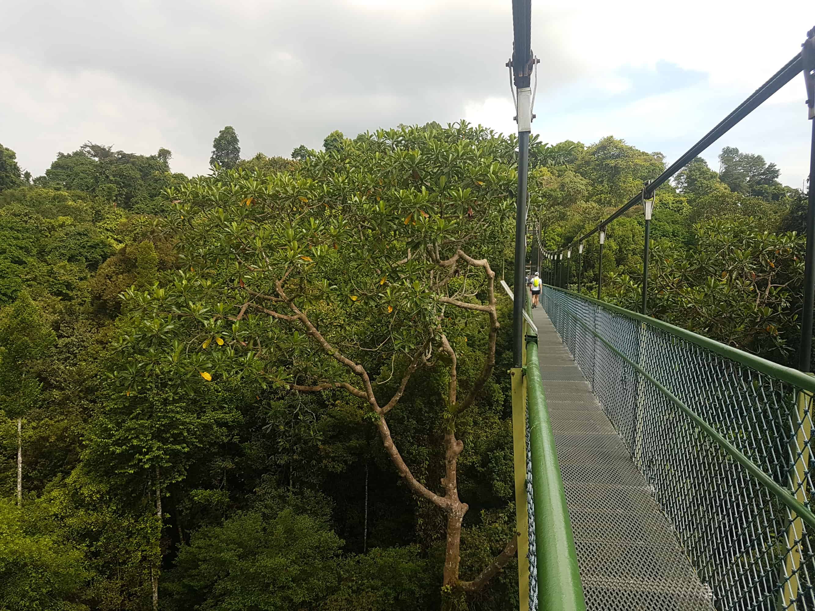Suspension Bridge in Mac Ritchie Nature Park, Singapore