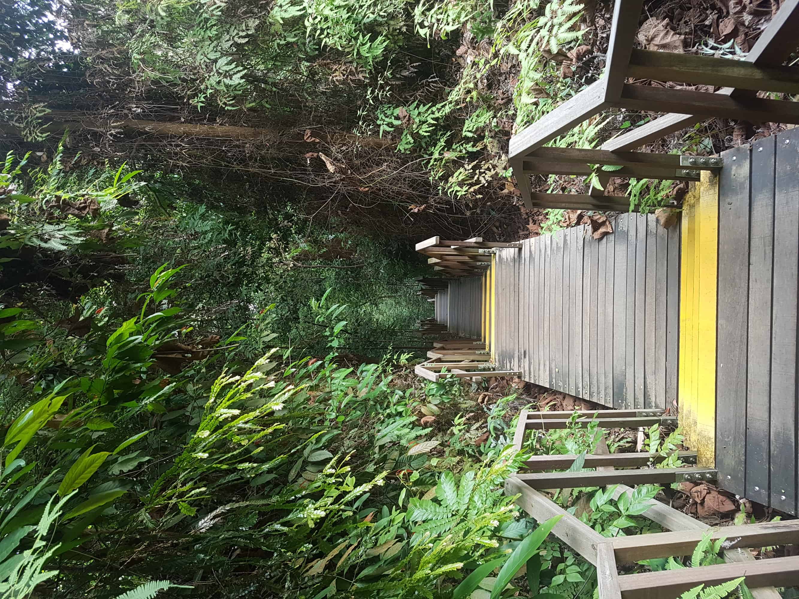 One of the paths at Mac Ritchie Nature Park, Singapore