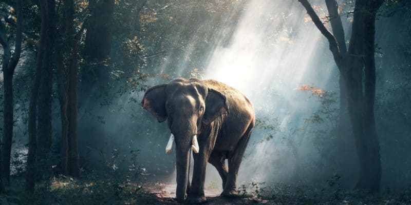 Elephant in Forest