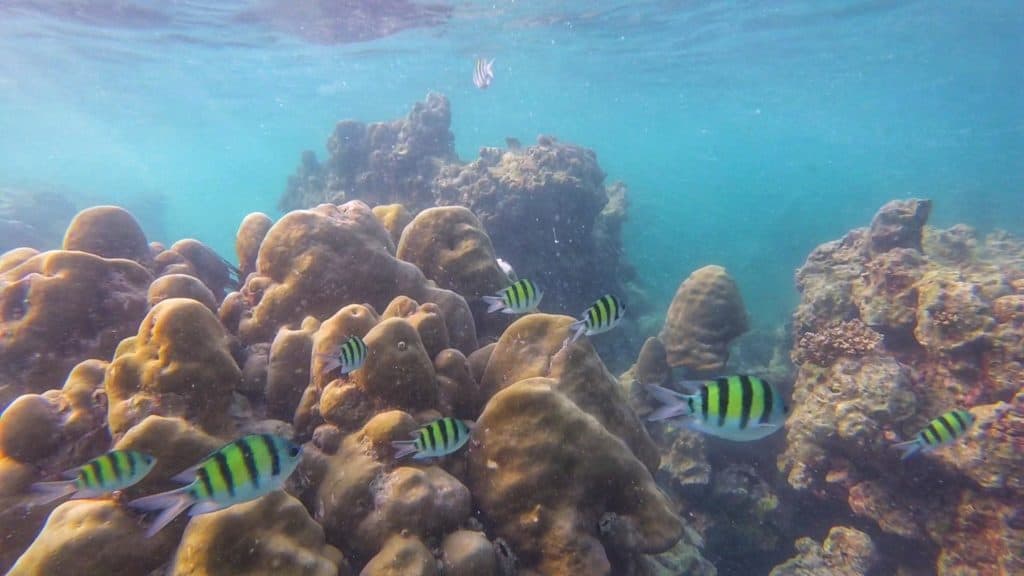 Reef on Koh Phi Phi