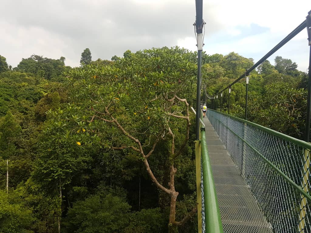 Suspension Bridge in Mac Ritchie Nature Park, Singapore