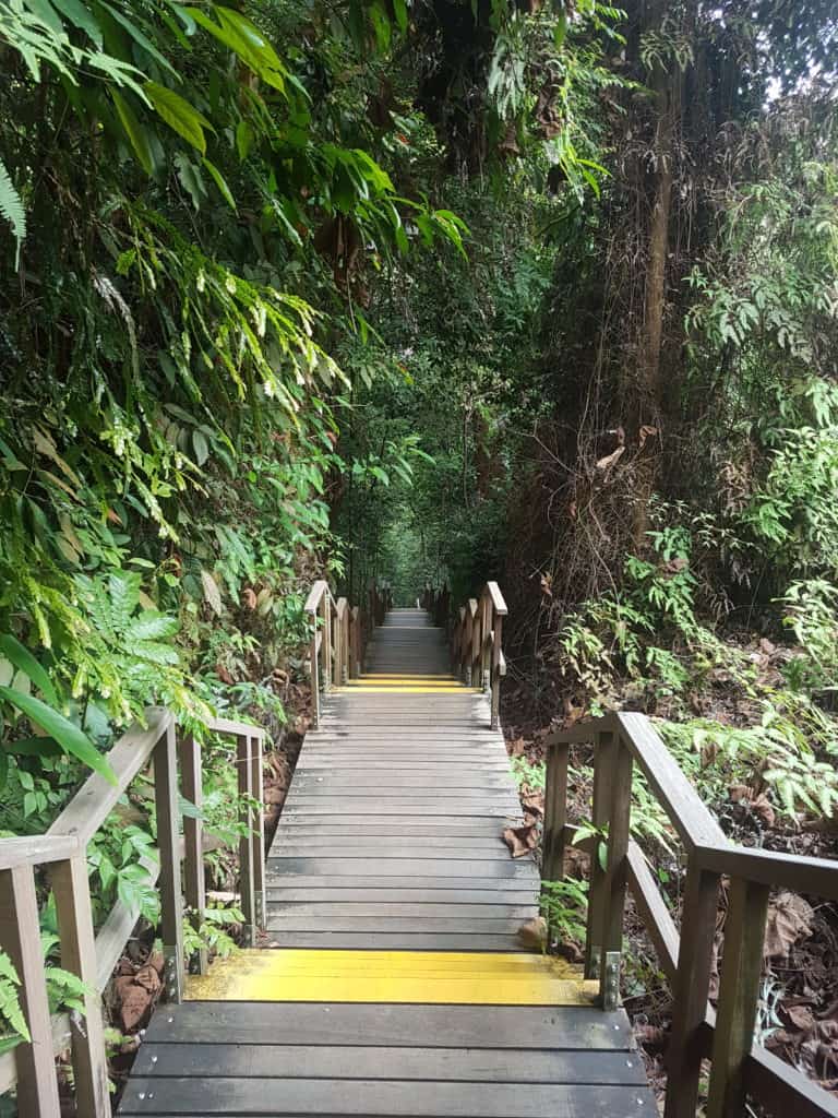 One of the paths at Mac Ritchie Nature Park, Singapore