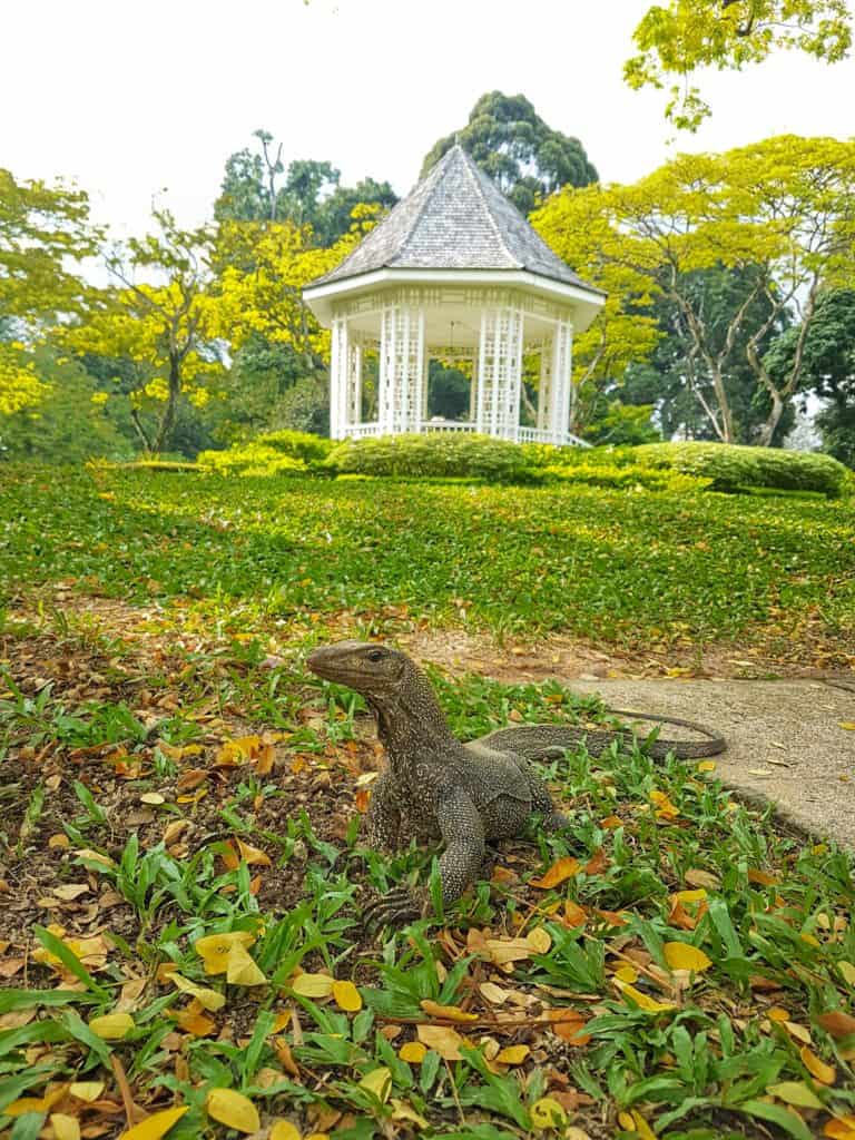 A monitor lizard in the Botanic Gardens, Singapore