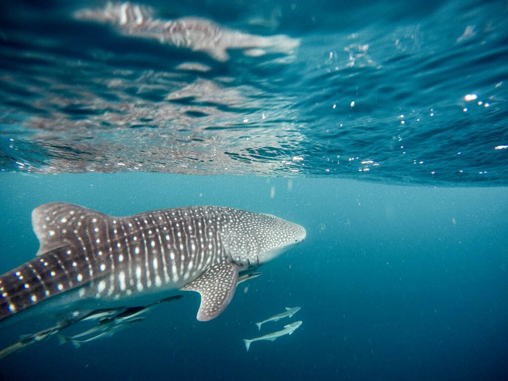 A whale shark is peacefully swimming, swimming away from the camera. A group of remora fish are following it. 